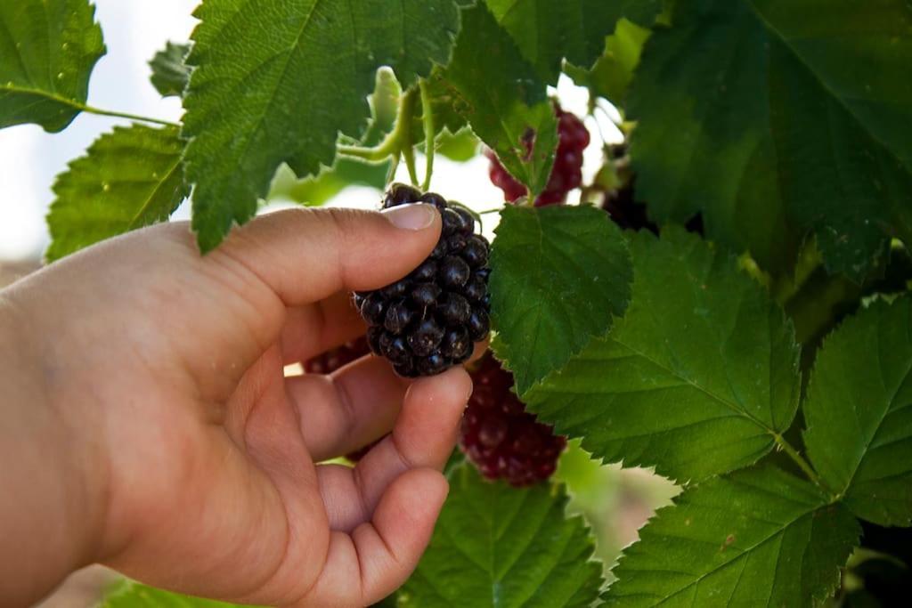 Horta Das Laranjas Serpa Kültér fotó
